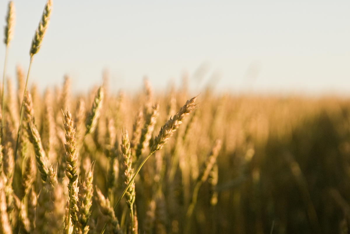 Devotion for Thursday, November 27, 2025