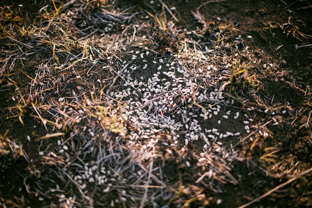 Devotion for Saturday, November 15, 2025